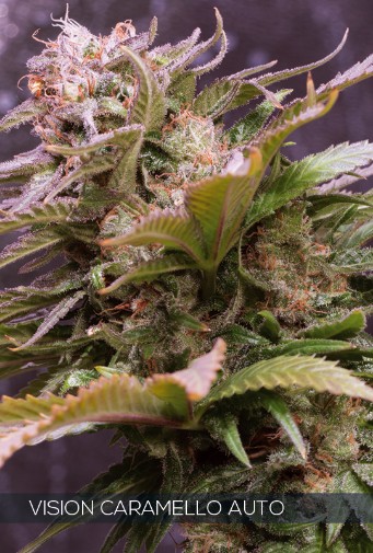 Vision Caramello Autoflowering Feminized - 5 Seeds