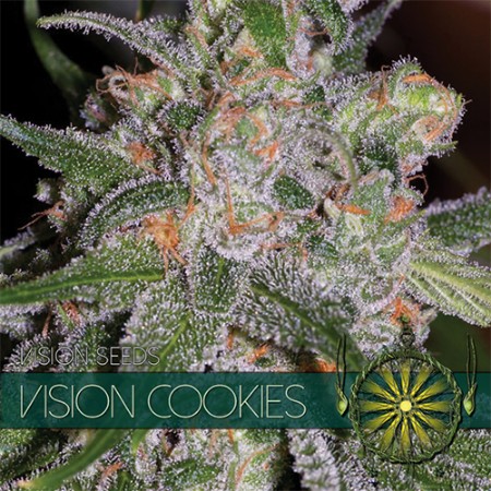 Vision Cookies Feminized - 3 Seeds