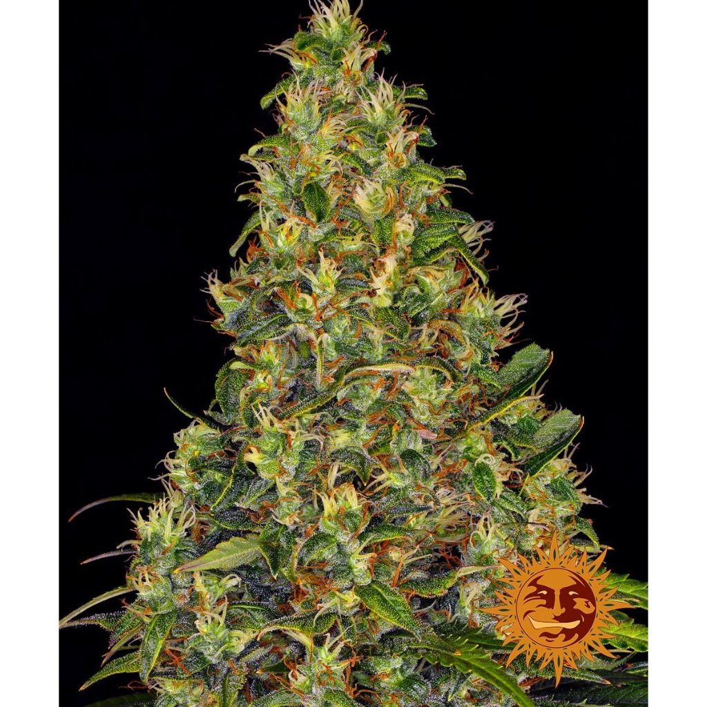 Barney's Farm - Amnesia Haze Auto - Pack of 3 Seeds