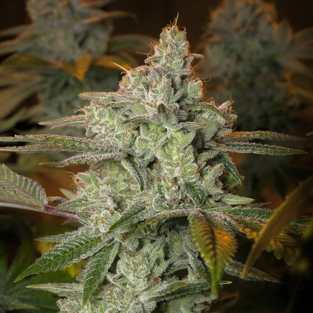 Pineapple Fruit x Alien Rock Feminized - 3 Seeds