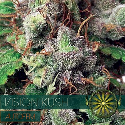 Vision Kush Autoflowering Feminized - 5 Seeds
