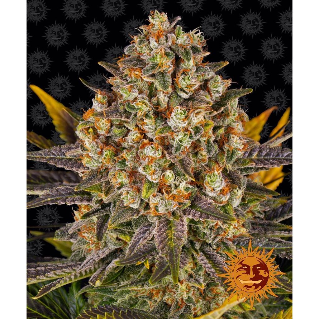 Barney's Farm - Banana Punch - Pack of 5 Seeds