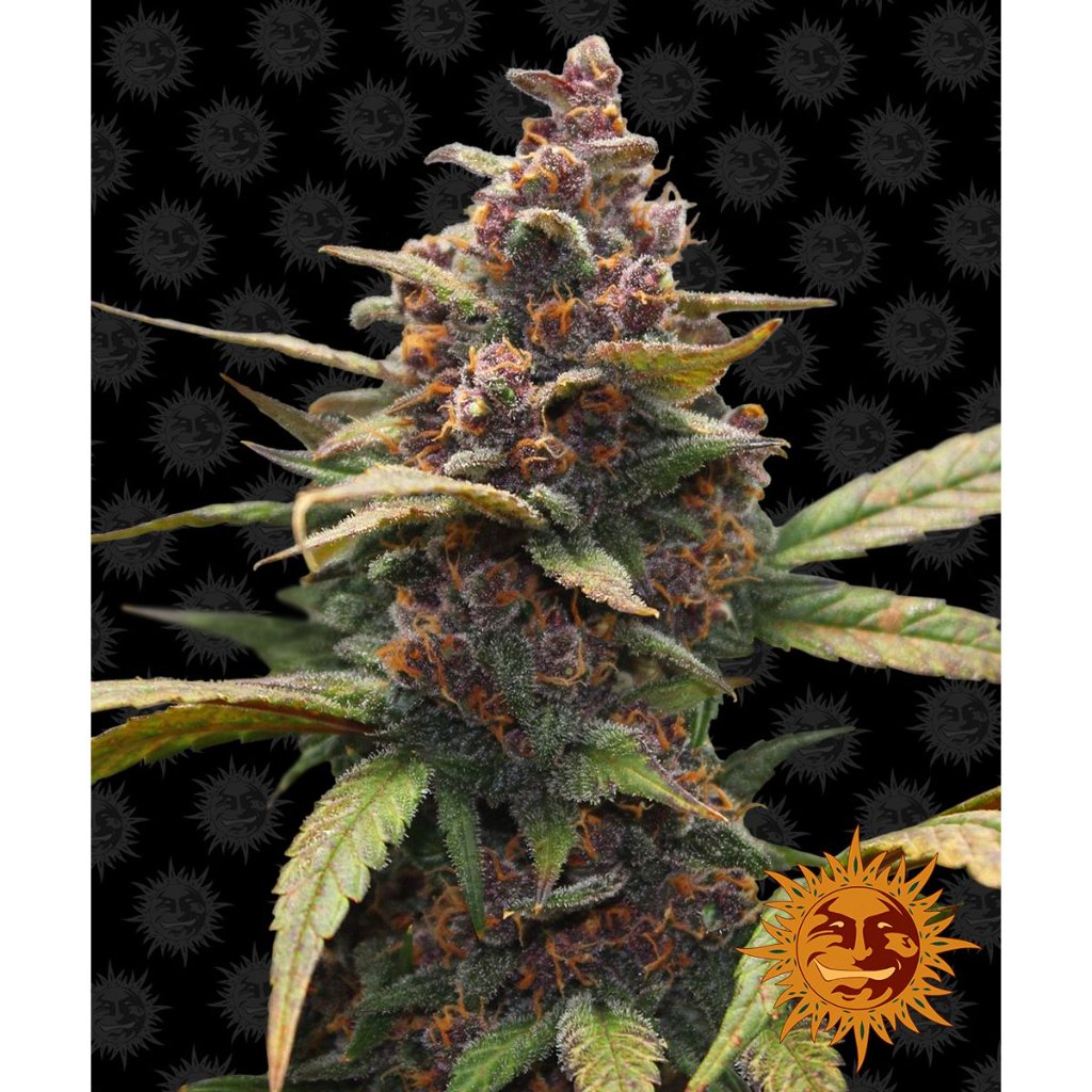 Barney's Farm - Ayahuasca Purple - Pack of 3 Seeds