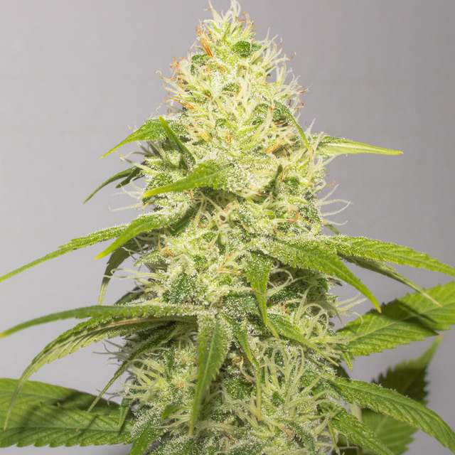 White Runtz Feminized - 3 Seeds