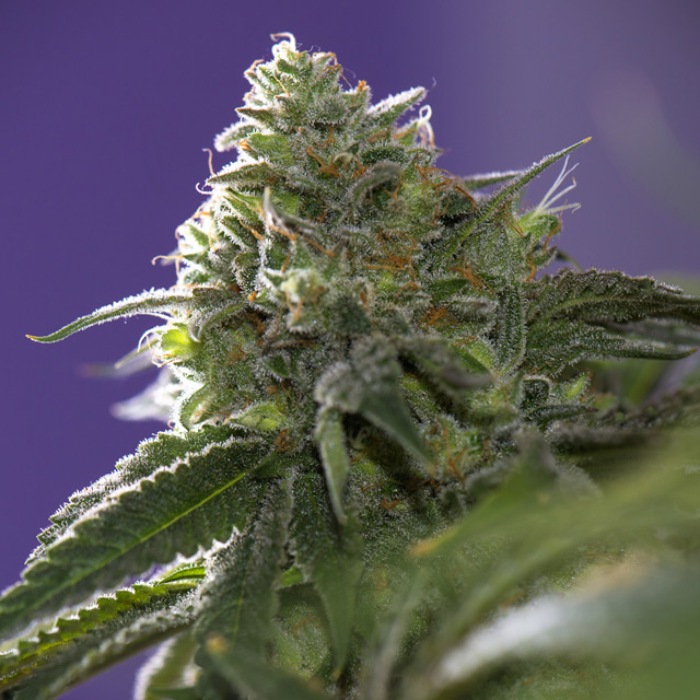 Lemon Cherry Gelato x Ice Cream Feminized