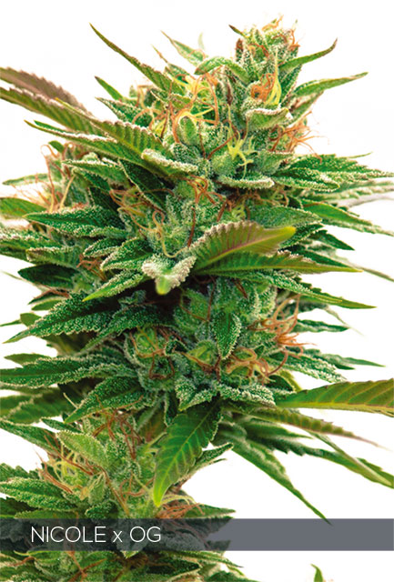 Nicole x OG Feminized - 5 Seeds