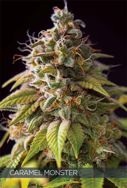Caramel Monster Feminized