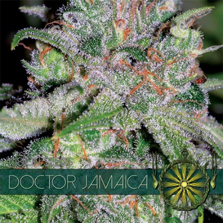 Doctor Jamaica Feminized