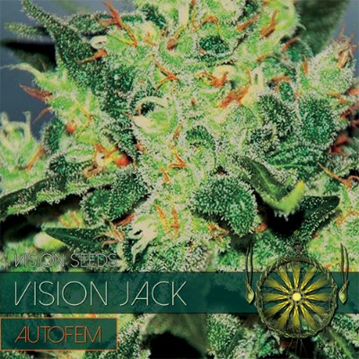 Vision Jack Autoflowering Feminized - 5 Seeds
