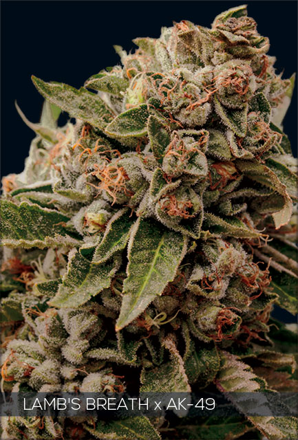 Lamb's Breath x AK-49 Feminized - 5 Seeds