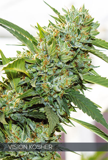 Vision Kosher Feminized - 5 Seeds