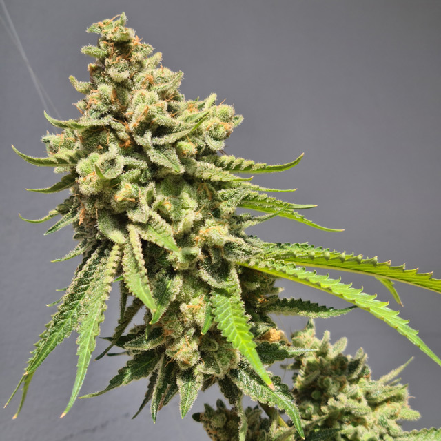 Strawberry Haze Autoflowering Feminized - 3 Seeds
