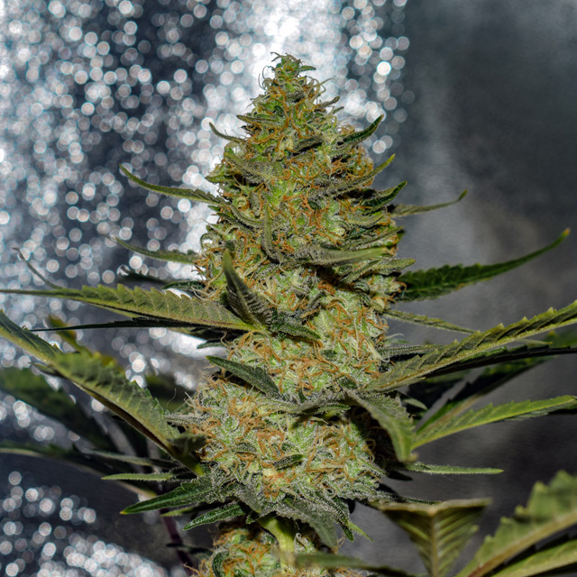 Gus Mints Feminized