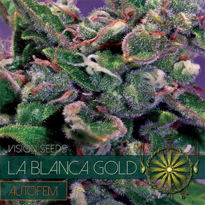 La Blanca Gold Autoflowering Feminized - 5 Seeds