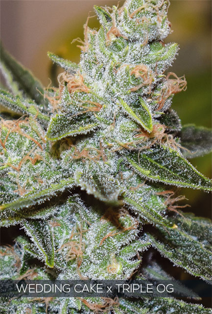 Wedding Cake x Triple OG Feminized - 3 Seeds