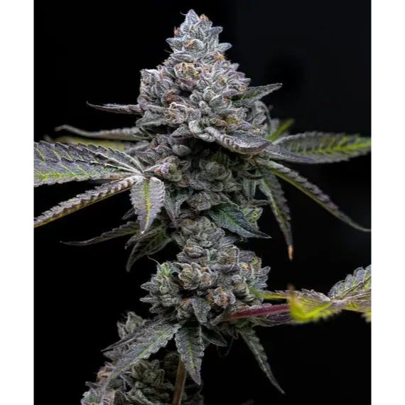 Barney's Farm - Apple Fritter - Pack of 3 Seeds