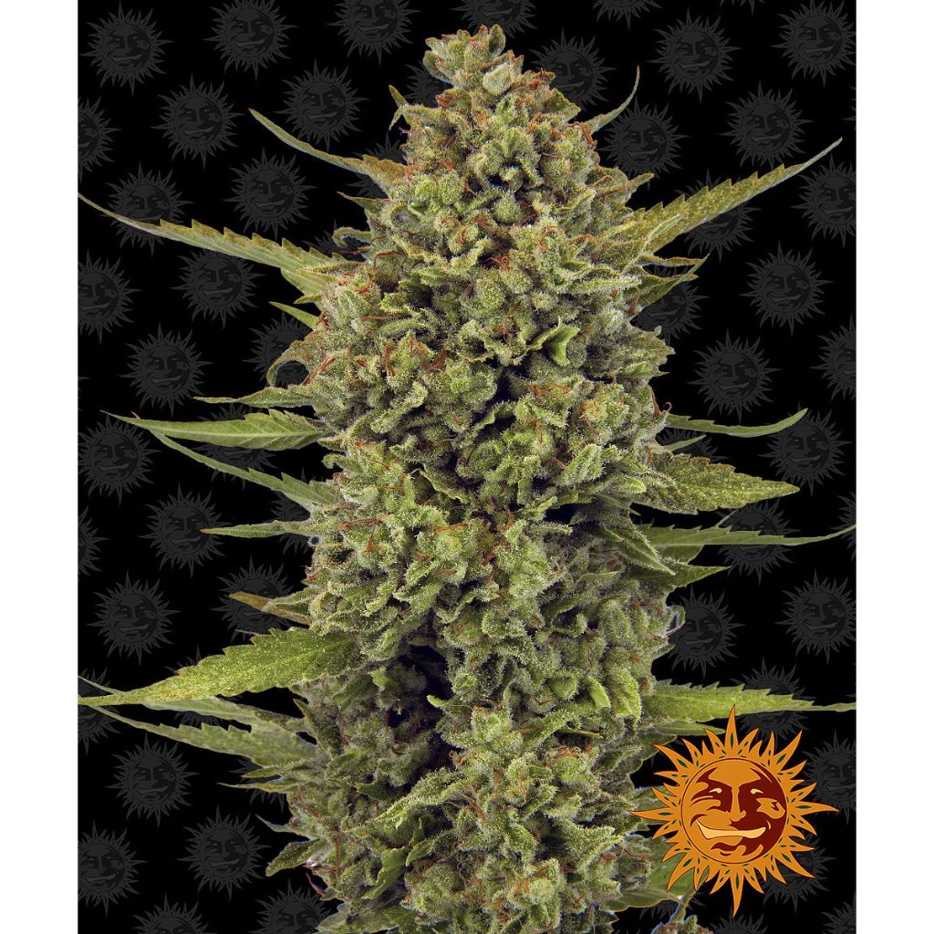 Barney's Farm - Acapulco Gold - Pack of 5 Seeds