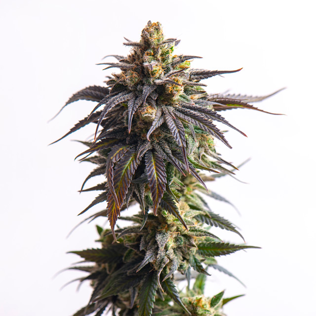 Biscotti Autoflowering Feminized