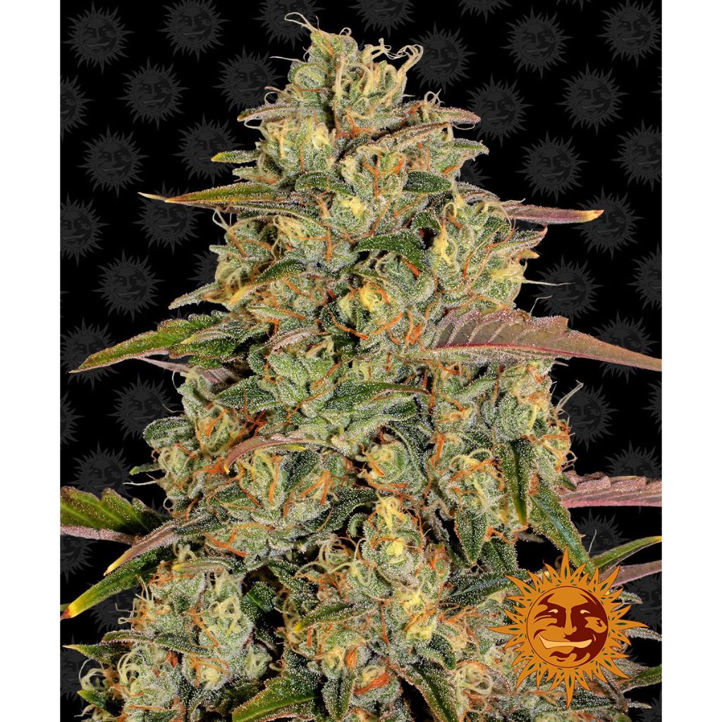 Barney's Farm - Amnesia Lemon - Pack of 3 Seeds