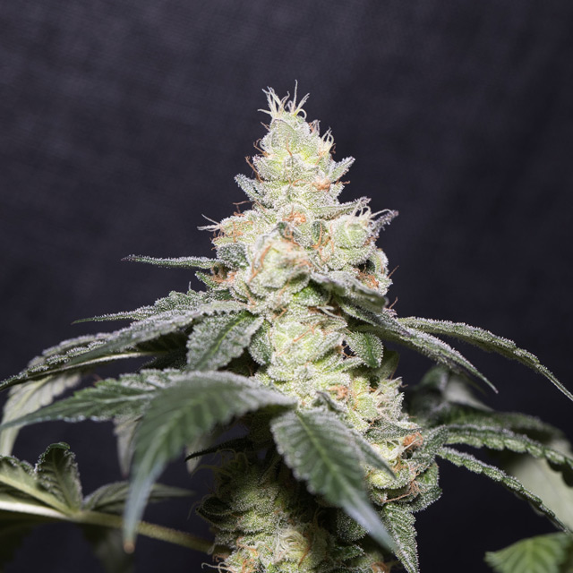 Gary Payton Feminized