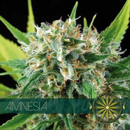 Amnesia Feminized
