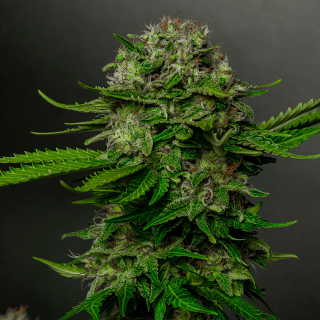 Oreoz x Spritzer Feminized - 3 Seeds