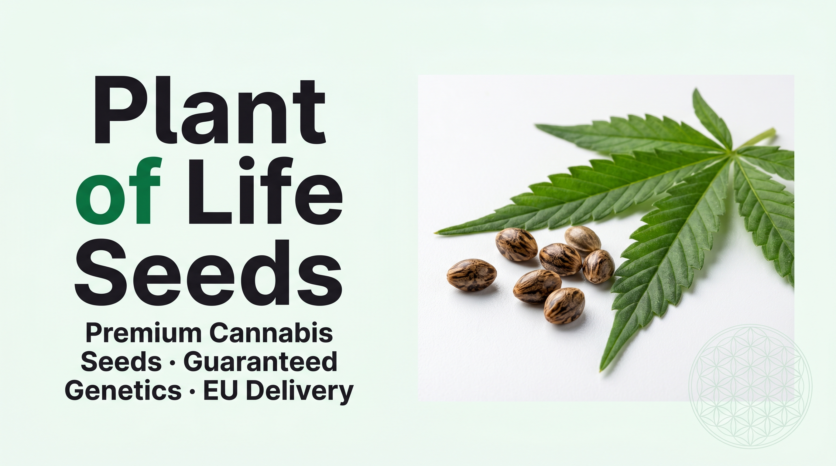 Plant of Life Seeds  Premium Cannabis Seeds